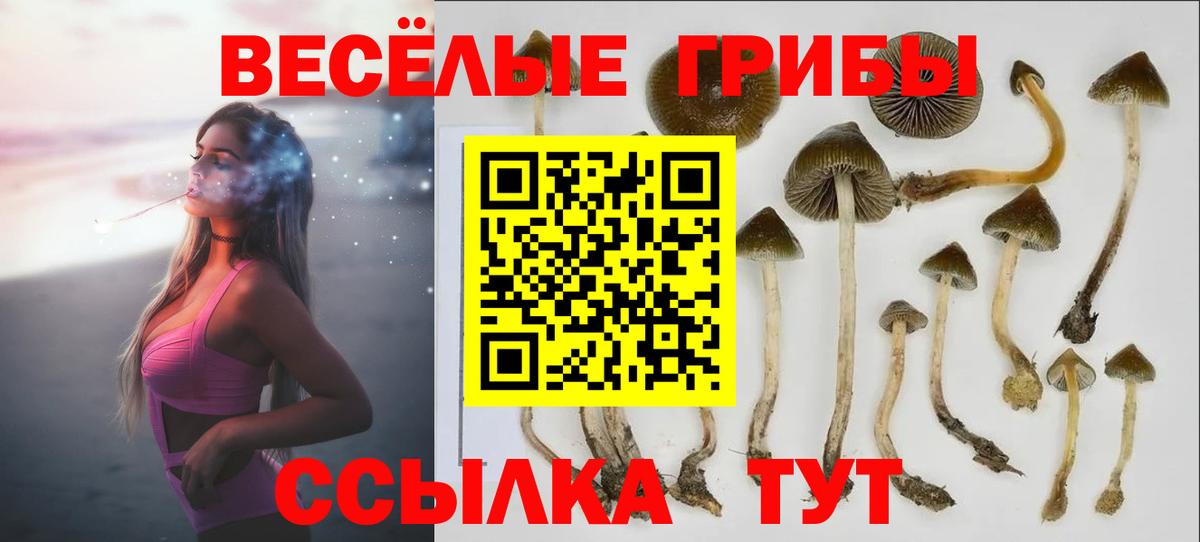 Псилоцибиновые грибы Psilocybine cubensis Гурьевск
